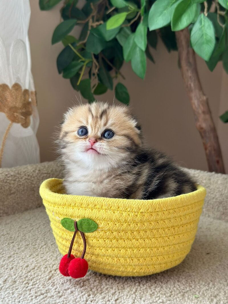 Scottish Fold Kitten – Male – 00261 - Image 3