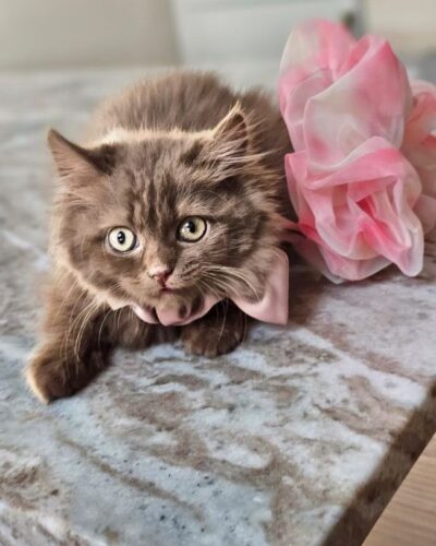 British Longhair Kitten – Female – 00259