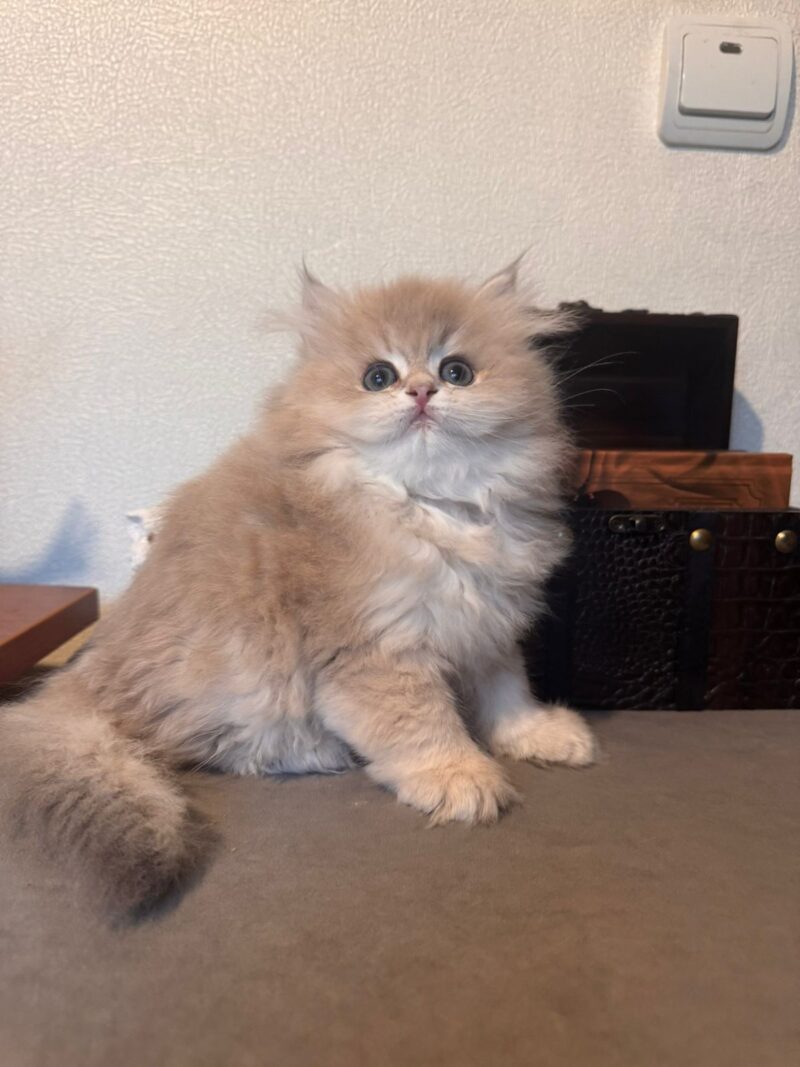 British Longhair Kitten – Male – 00257 - Image 2