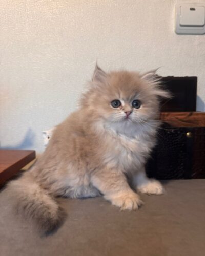 British Longhair Kitten – Male – 00257