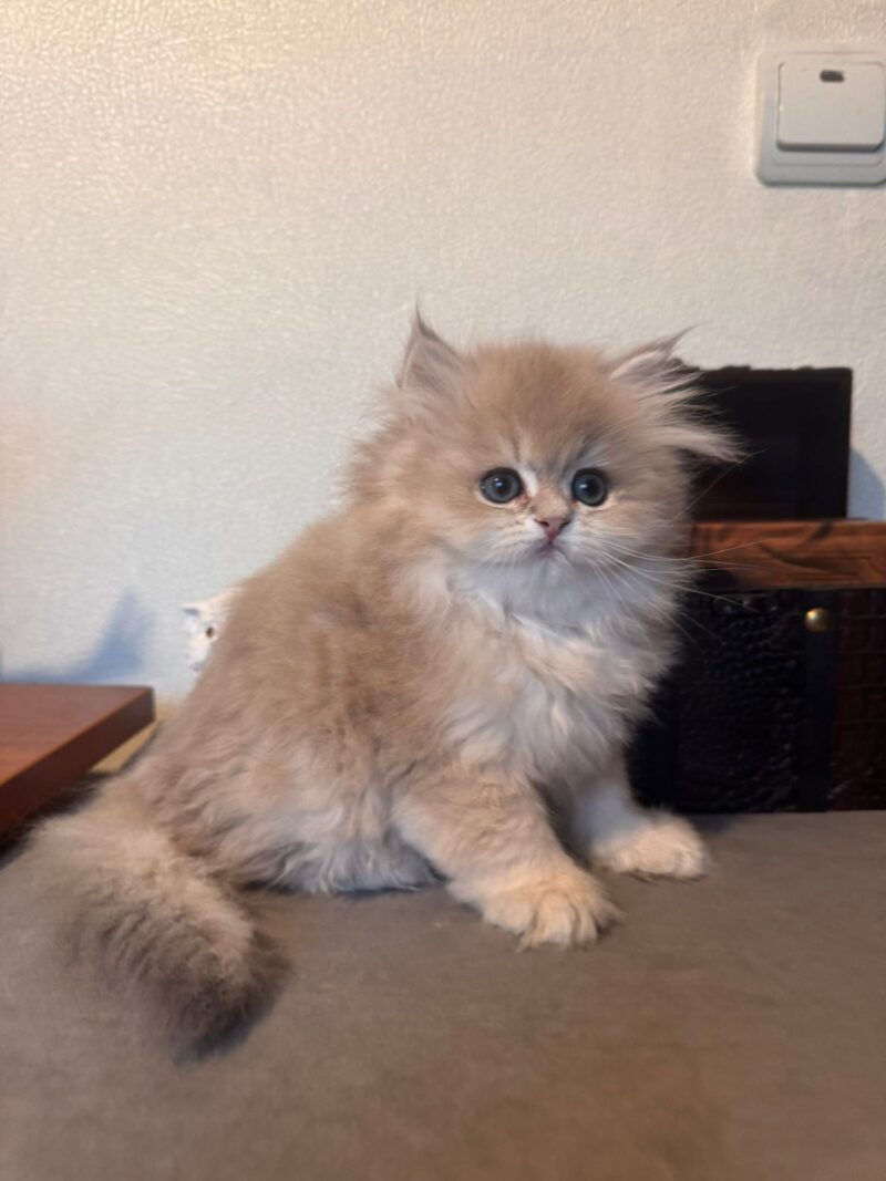 British Longhair Kitten – Male – 00257