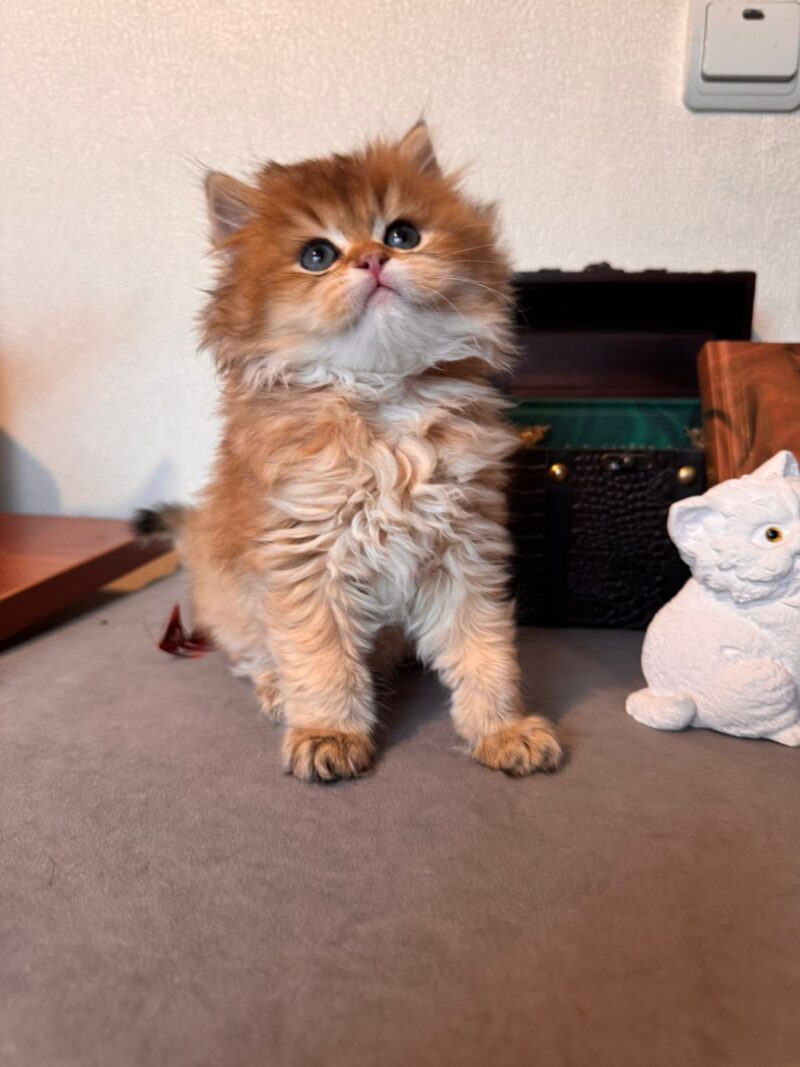British Longhair Kitten – Male – 00258 - Image 2