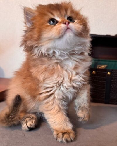British Longhair Kitten – Male – 00258