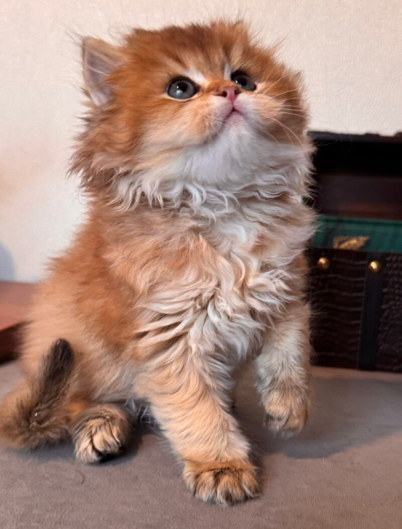 British Longhair Kitten – Male – 00258