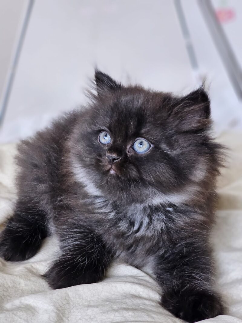 British Longhair Kitten – Male – 00252 - Image 3