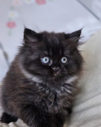 British Longhair Kitten – Male – 00252