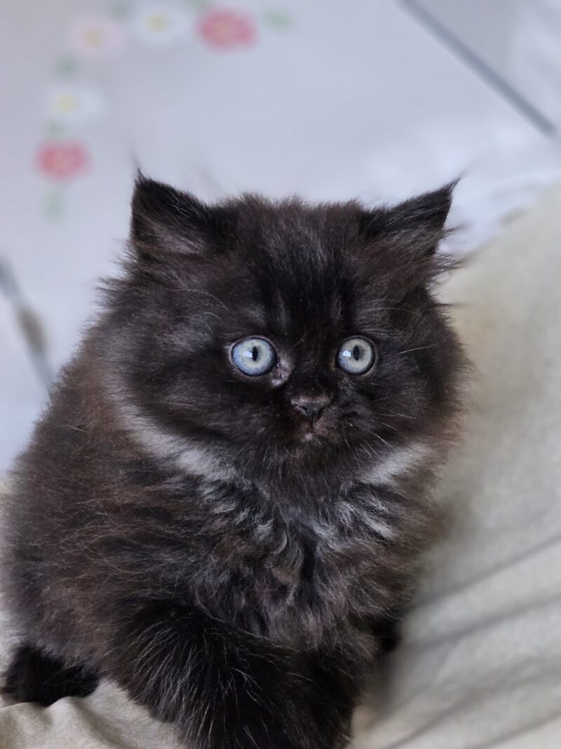 British Longhair Kitten – Male – 00252