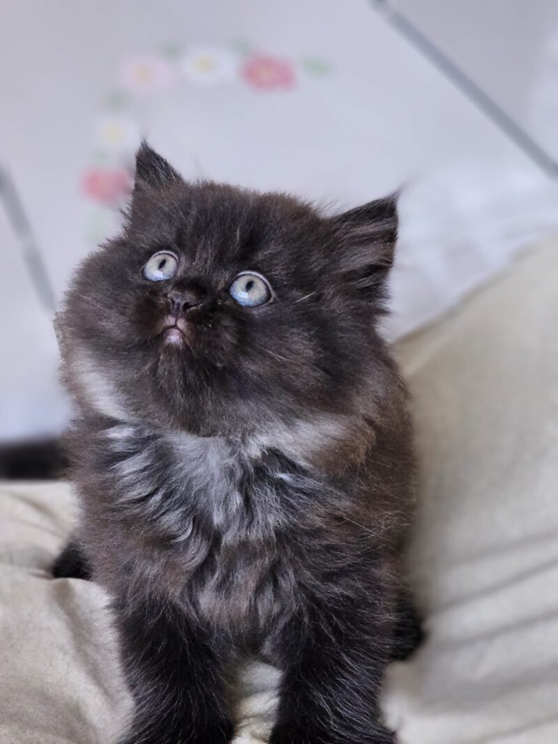 British Longhair Kitten – Male – 00252 - Image 2