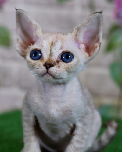 Devon Rex Kitten – Female – 00254 - Date of birth: 02-28-2025