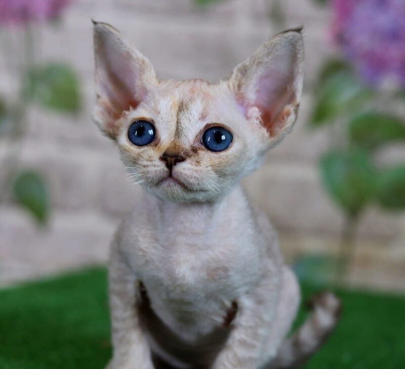 Devon Rex Kitten – Female – 00254 - Date of birth: 02-28-2025