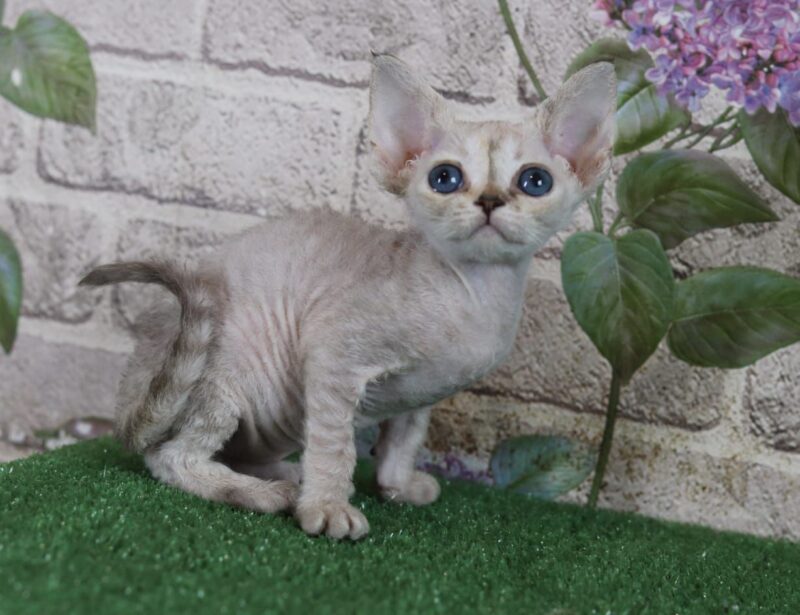 Devon Rex Kitten – Female – 00254 - Date of birth: 02-28-2025 - Image 2