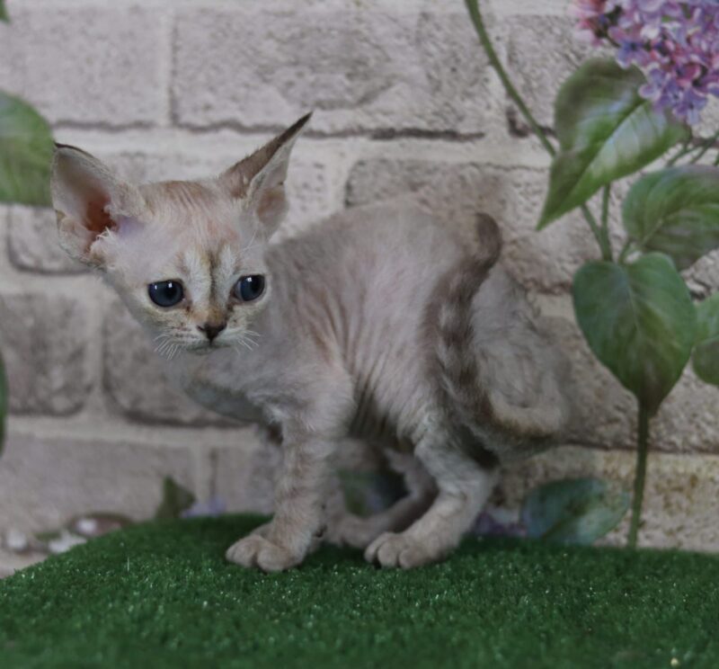 Devon Rex Kitten – Female – 00254 - Date of birth: 02-28-2025 - Image 4