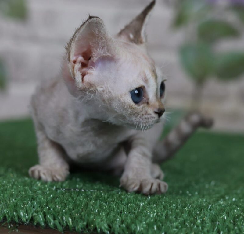 Devon Rex Kitten – Female – 00254 - Date of birth: 02-28-2025 - Image 5