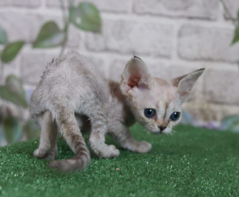 Devon Rex Kitten – Female – 00254 - Date of birth: 02-28-2025 - Image 3