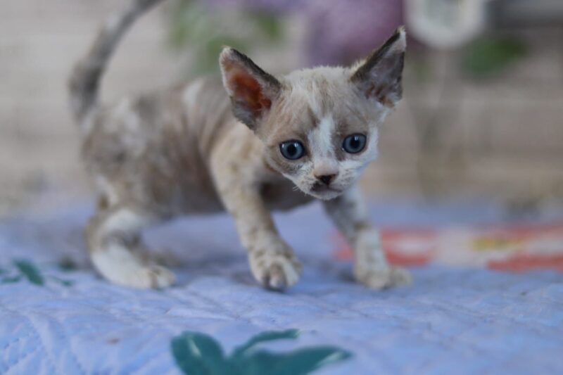 Devon Rex Kitten – Female – 00256 - Image 2