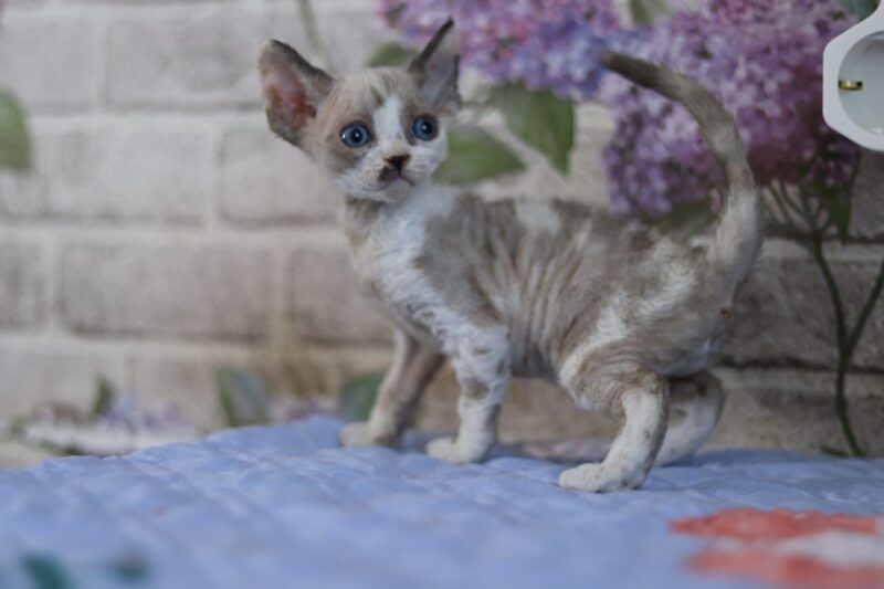 Devon Rex Kitten – Female – 00256 - Image 3