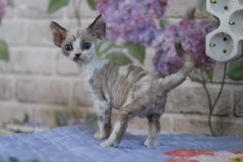 Devon Rex Kitten – Female – 00256 - Image 4