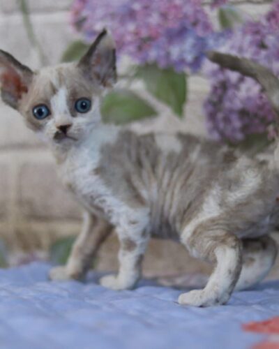 Devon Rex Kitten – Female – 00256
