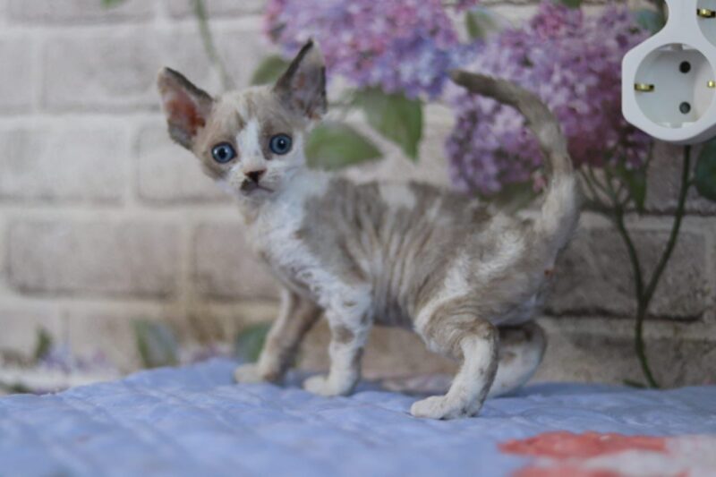 Devon Rex Kitten – Female – 00256