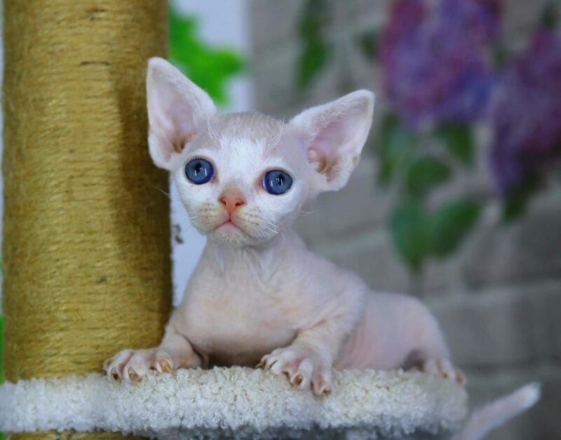 Devon Rex Kitten – Male – 00253 - Date of birth: 02-08-2025 - Image 2
