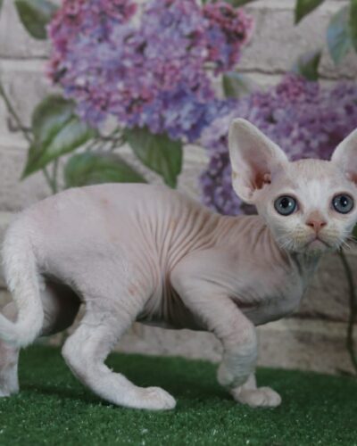 Devon Rex Kitten – Male – 00253 - Date of birth: 02-08-2025