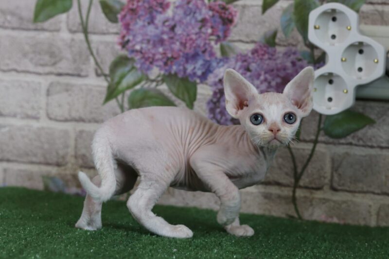 Devon Rex Kitten – Male – 00253 - Date of birth: 02-08-2025
