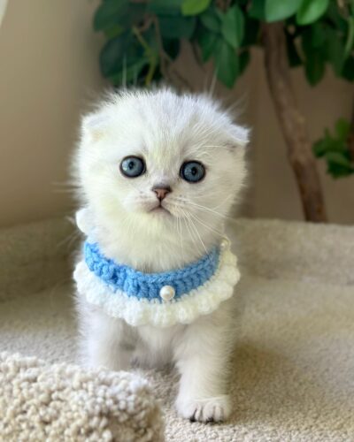 Scottish Fold Kitten – Male – 00260