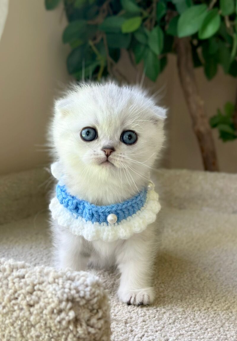 Scottish Fold Kitten – Male – 00260