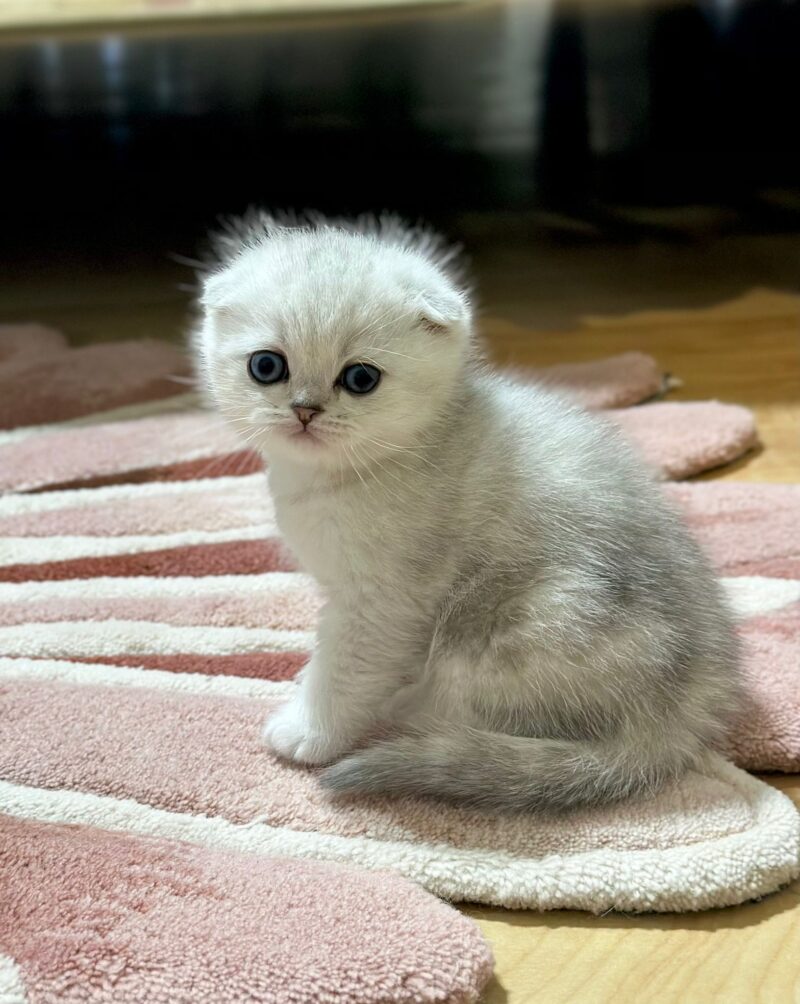 Scottish Fold Kitten – Male – 00260 - Image 3