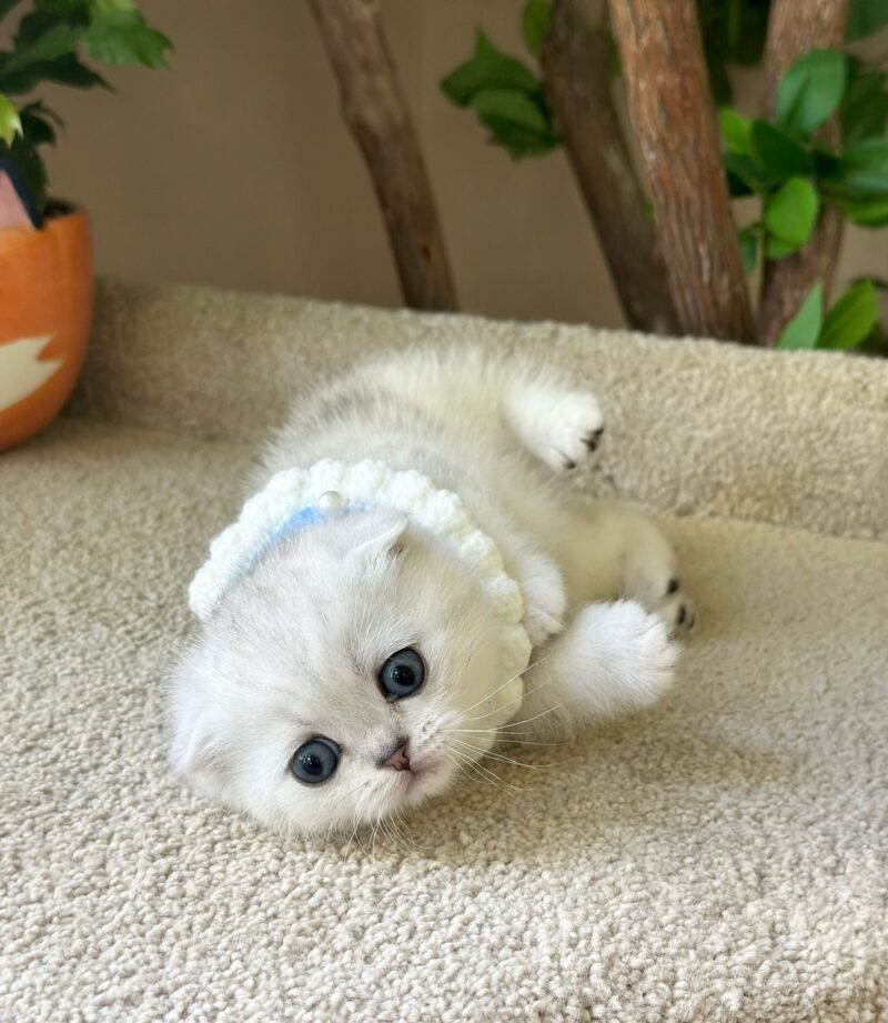 Scottish Fold Kitten – Male – 00260 - Image 2