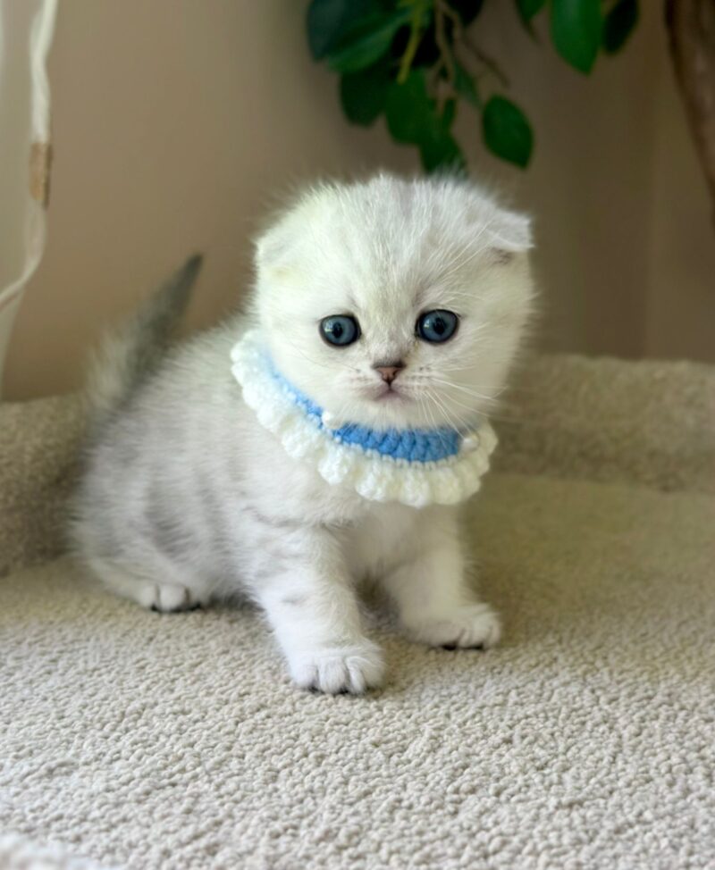 Scottish Fold Kitten – Male – 00260 - Image 4