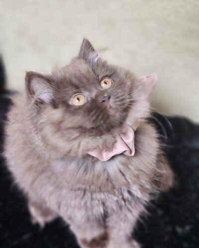 British Longhair Kitten – Female – 00281