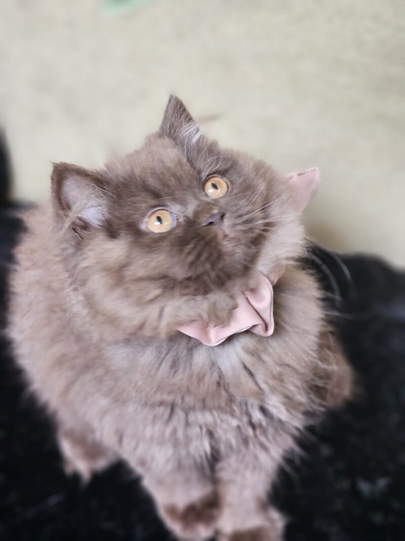 British Longhair Kitten – Female – 00281