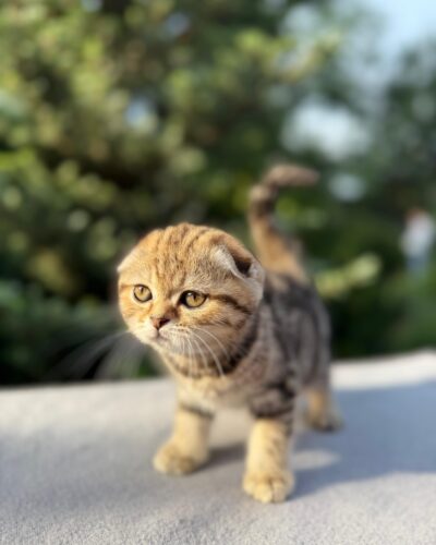 Scottish Fold Kitten – Female – 00290