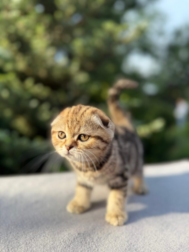 Scottish Fold Kitten – Female – 00290