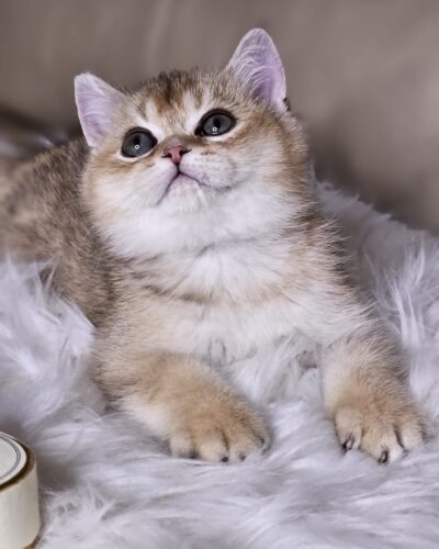 British Shorthair Kitten – Male – 00286