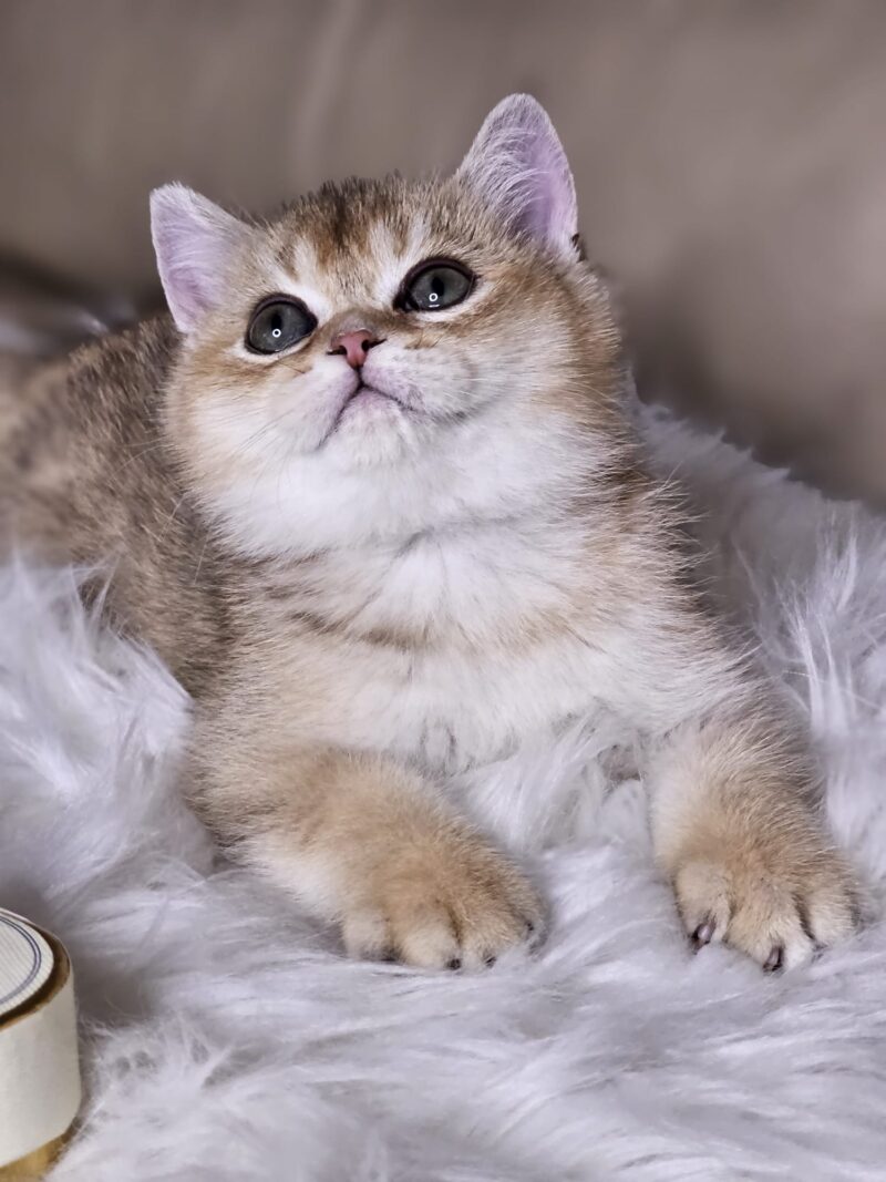 British Shorthair Kitten – Male – 00286