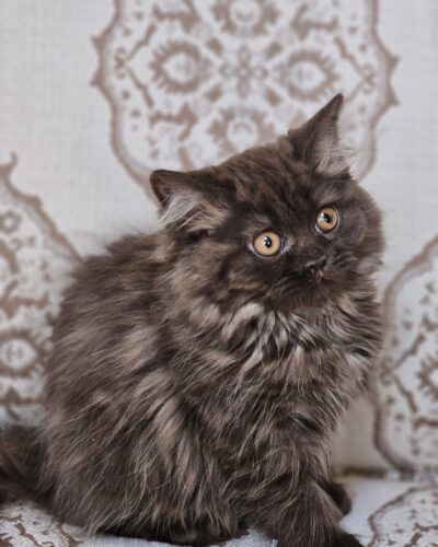 British Longhair Kitten – Female – 00282