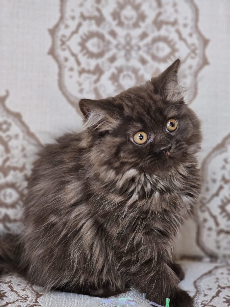 British Longhair Kitten – Female – 00282