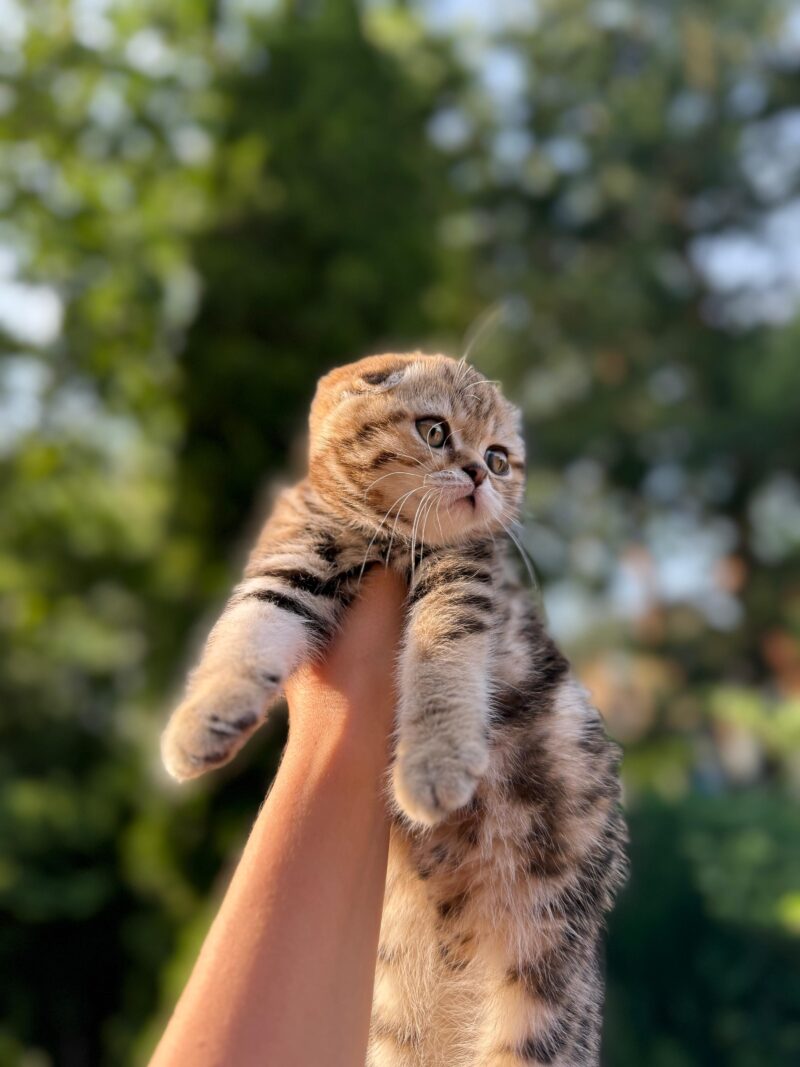 Scottish Fold Kitten – Female – 00290 - Image 2