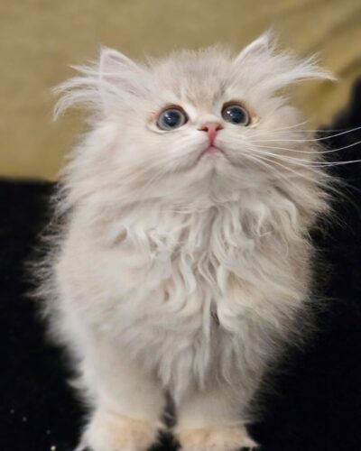British Longhair Kitten – Male – 00284