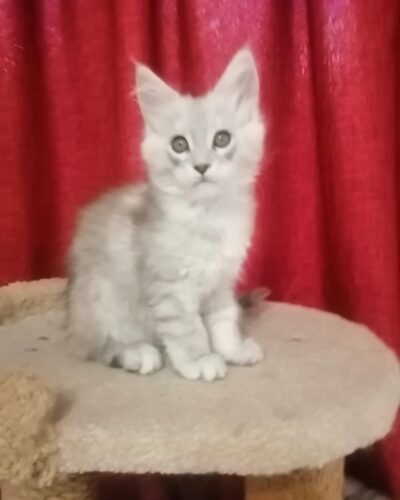 Maine Coon Kitten – Male – 00280