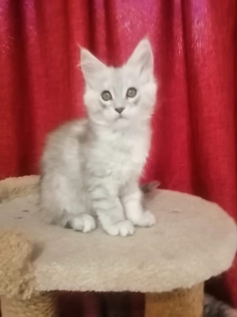 Maine Coon Kitten – Male – 00280