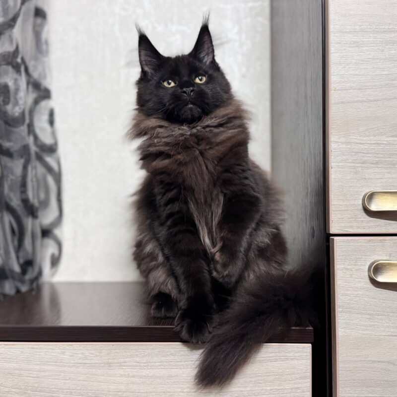 Maine Coon Kitten – Female – 00294 - Image 2