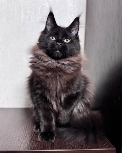 Maine Coon Kitten – Female – 00294