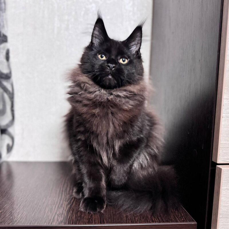 Maine Coon Kitten – Female – 00294