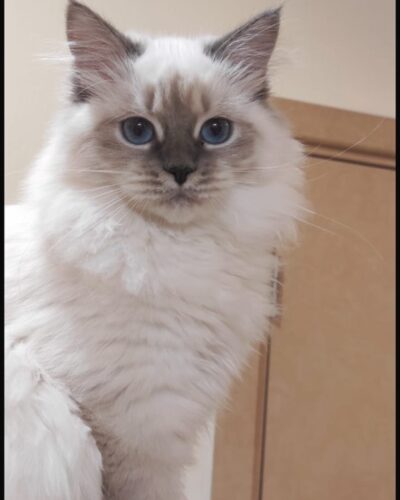 Siberian Kitten – Female – 00288