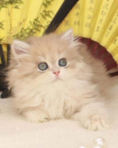 British Longhair Kitten – Female – 00274