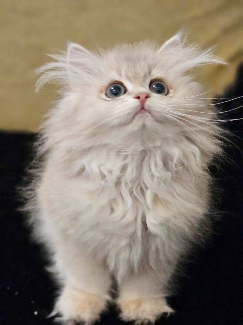 British Longhair Kitten – Male – 00275