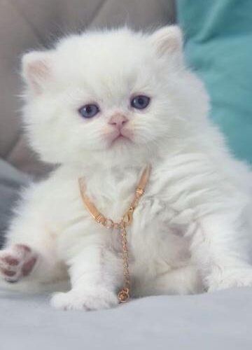 British Longhair Kitten – Male – 00269